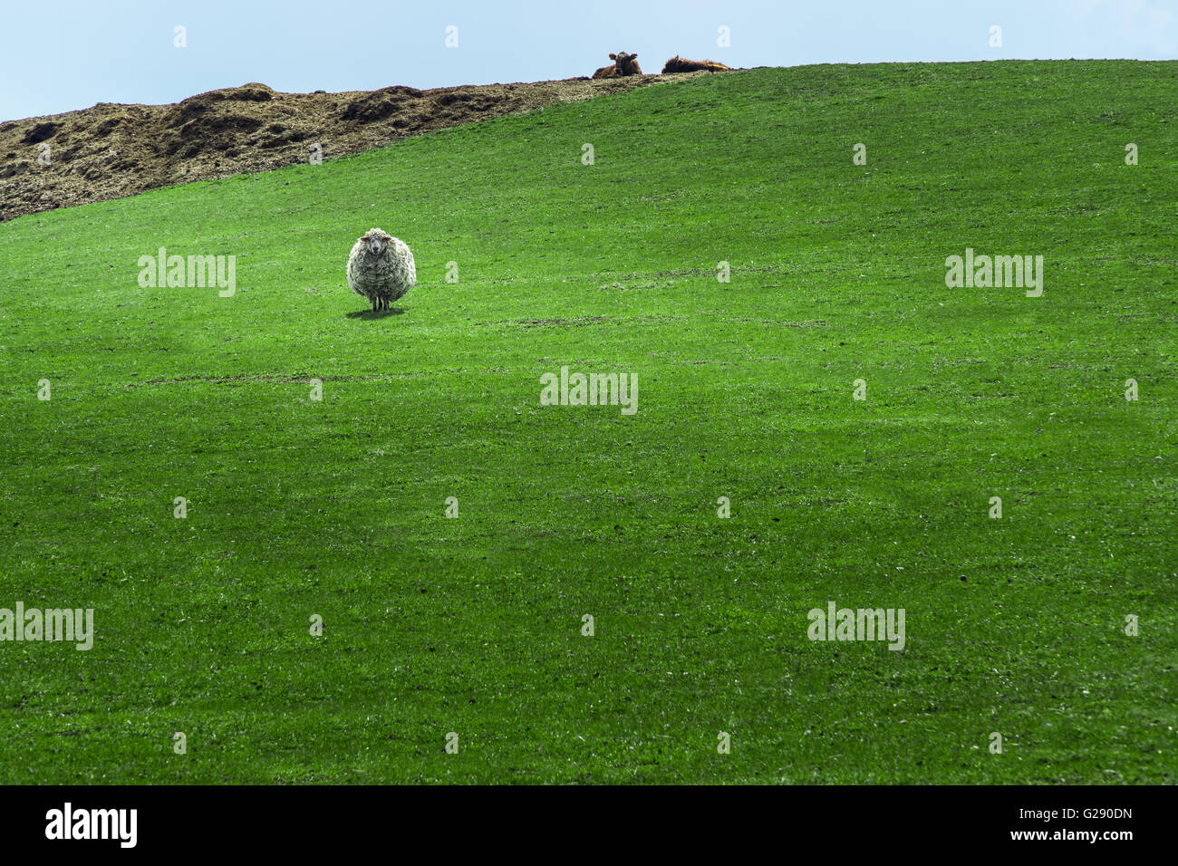 Einsame Schafe auf einer grünen Wiese Stockfoto