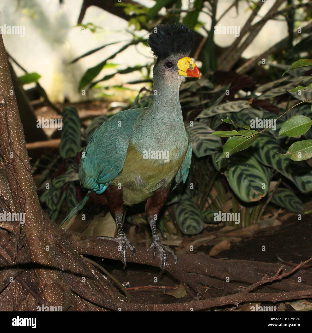 Reife zentralen afrikanischen große blaue Turaco (Corythaeola Cristata) auf Nahrungssuche auf dem Waldboden. Stockfoto