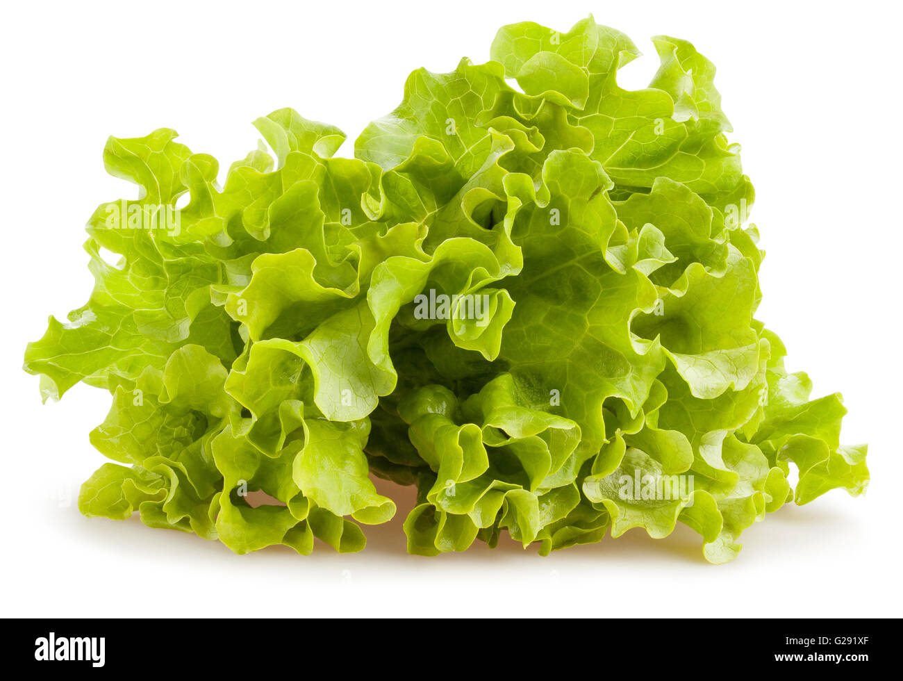 Salat, isoliert Stockfoto