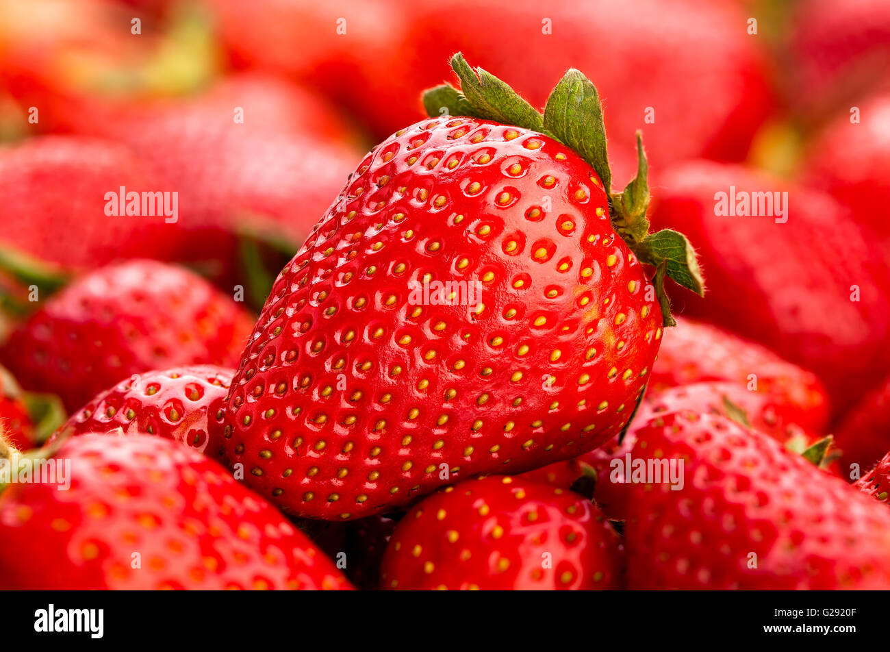 Erdbeer-Nahaufnahme Stockfoto