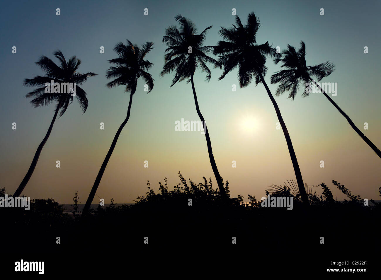 Kokosnuss-Bäume-Goa-Sonnenuntergang Stockfoto