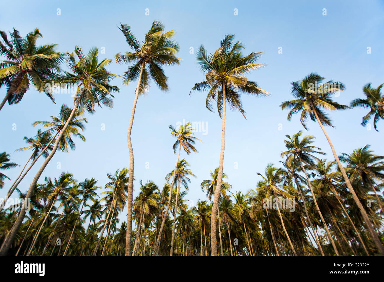 Kokosnuss-Bäume-Gruppe Stockfoto