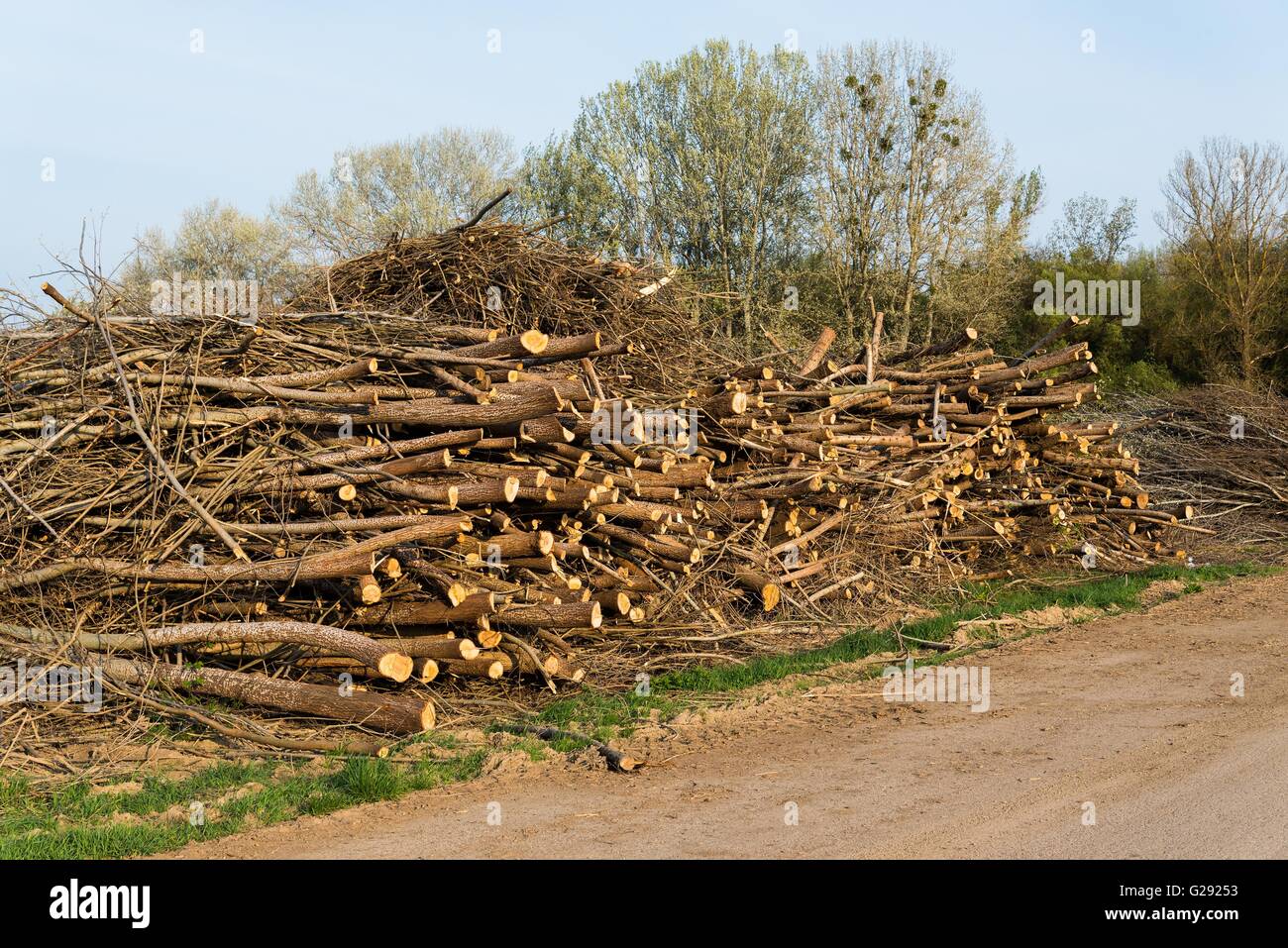 Stapel gefällter Bäume. Kiefer Holz Industrie. Umgestürzte Bäume. Fällen und Schneiden von Wäldern Stockfoto