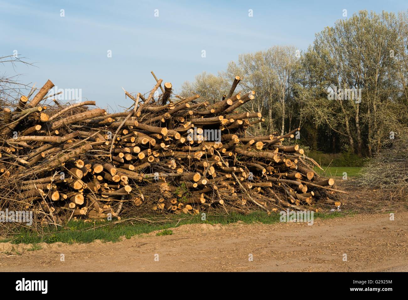 Stapel gefällter Bäume. Kiefer Holz Industrie. Umgestürzte Bäume. Fällen und Schneiden von Wäldern Stockfoto