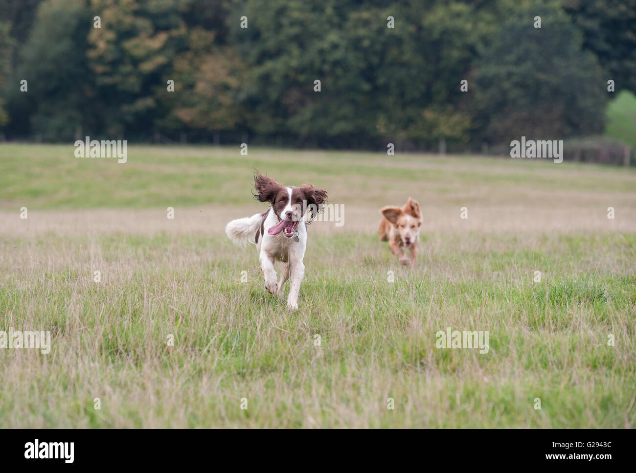 Springer Spaniel Cocker Spaniel Stockfoto