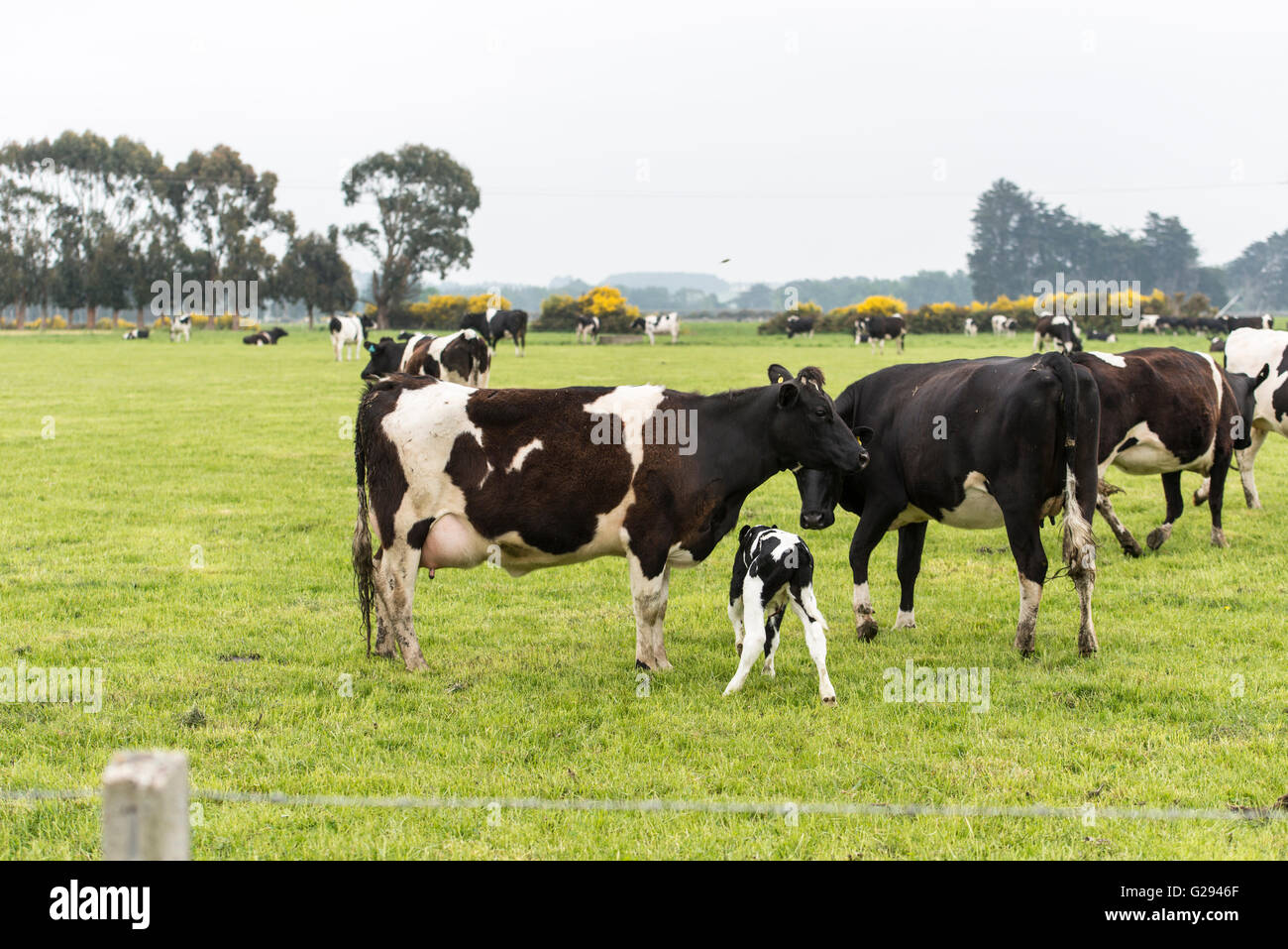 Kuh auf der Weide von Neuseeland Stockfoto