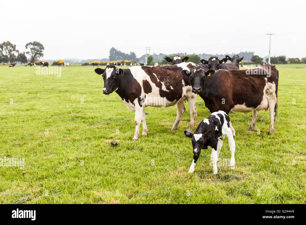 Kuh auf der Weide von Neuseeland Stockfoto