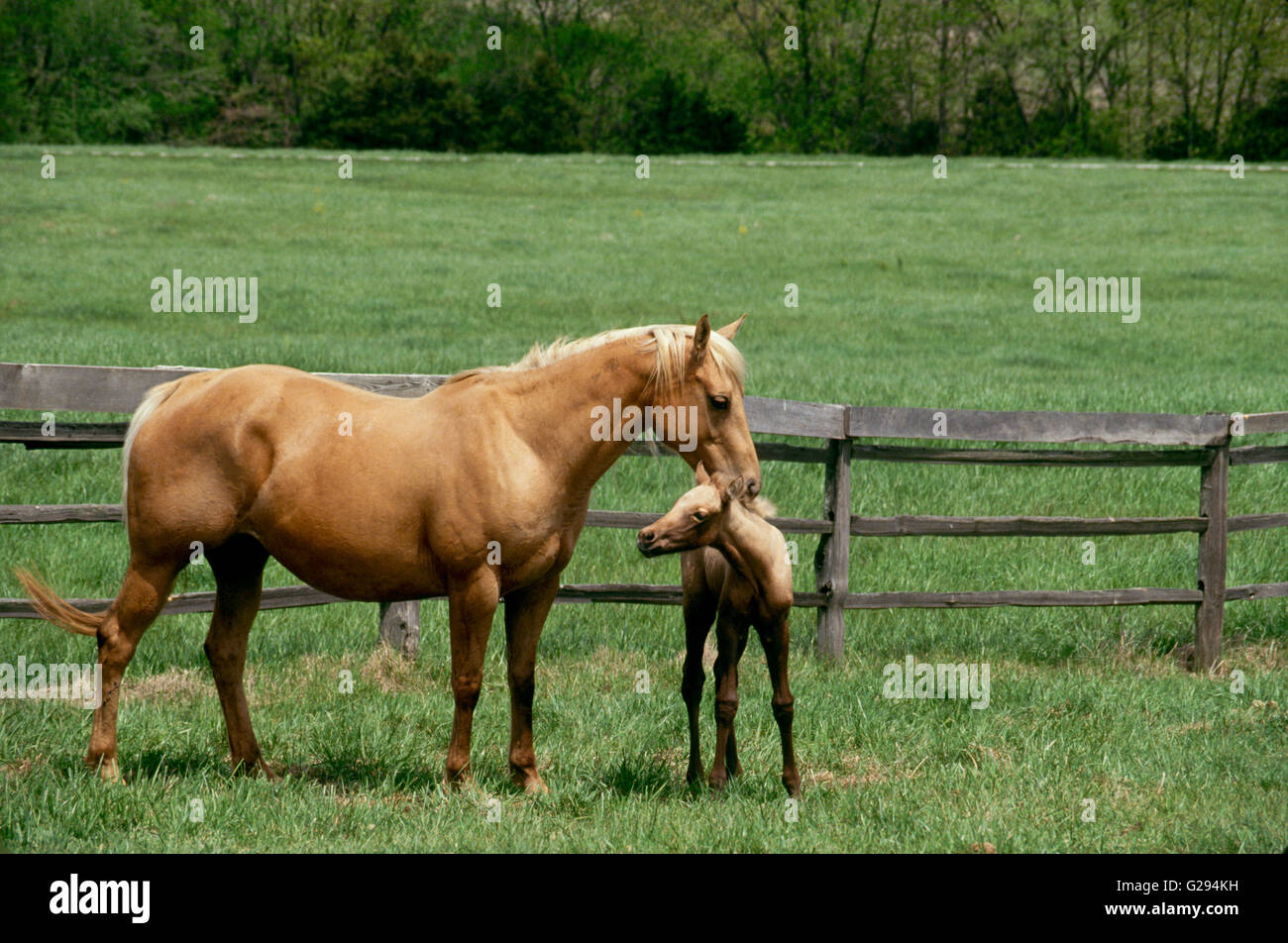 Palomino Quarterhorse Stute schmiegt Neugeborenes Fohlen auf grasbewachsenen Koppel in Missouri Stockfoto