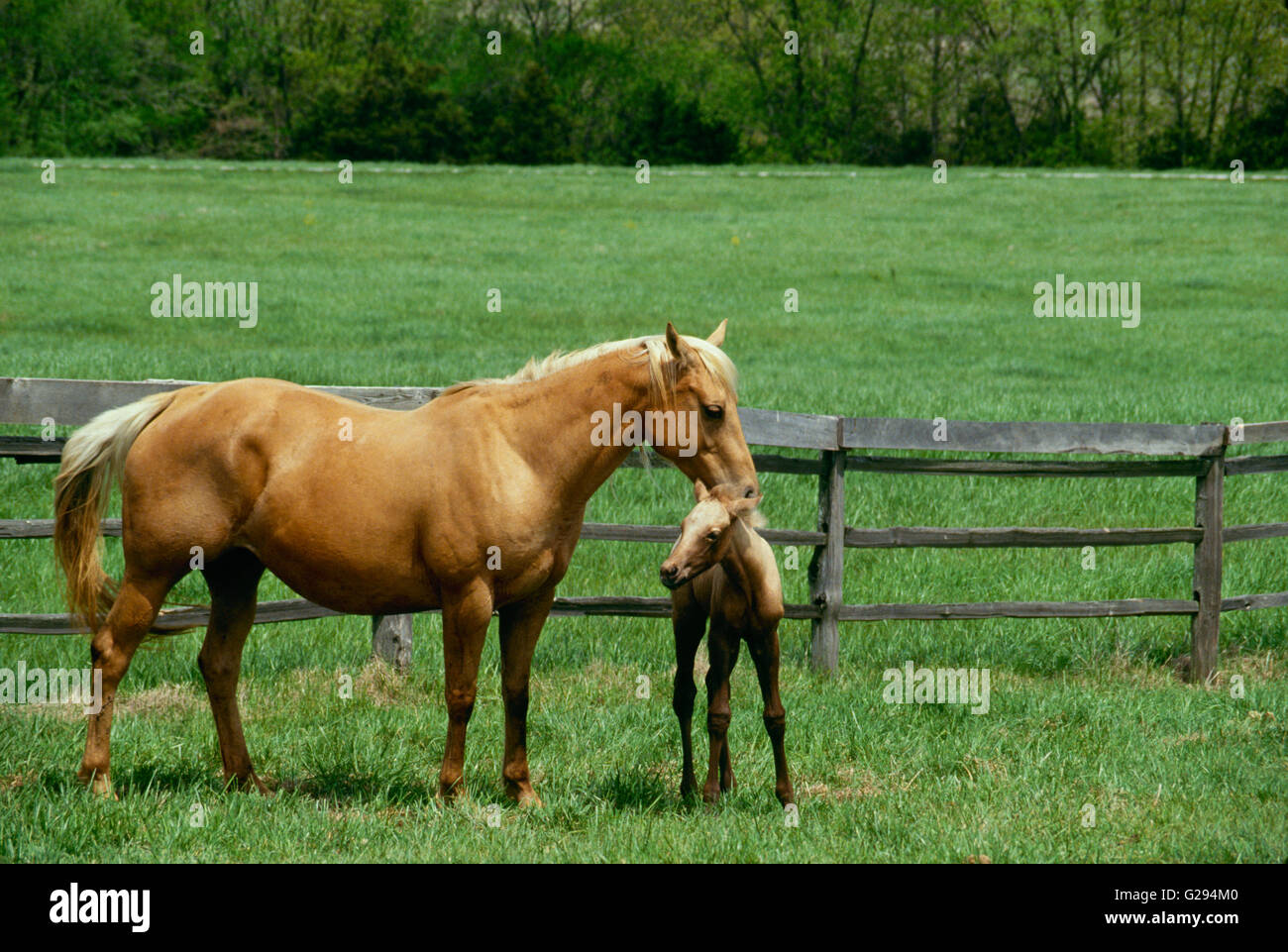 Palomino Quarter Horse Stute schmiegt ihr neue Fohlen auf grasbewachsenen Koppel in Missouri Stockfoto