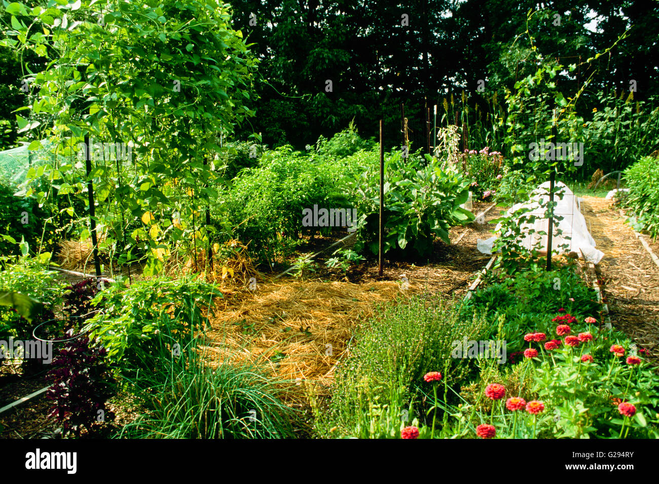 Im Garten im August: Betten von Gemüse und Blumen produzieren mit Reben  nach oben drehte. Pflanzen vor Sonne geschützt und Stockfotografie - Alamy