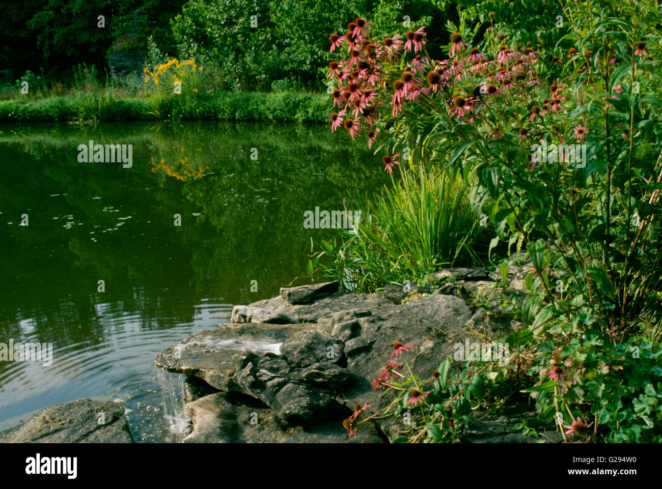 Teich in der Nähe von Haus mit Wasserfall über Felsen und blühenden Sonnenhut im Hinterhof, Missouri, USA Stockfoto