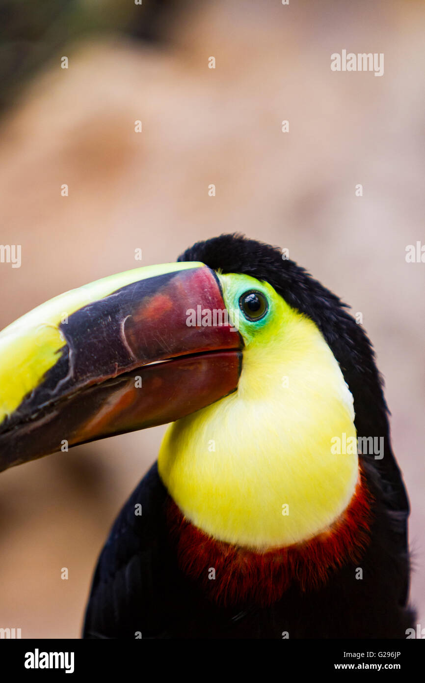 Nahaufnahme von der Kastanie-mandibled Toucan (Ramphastos Swainsonii) Stockfoto