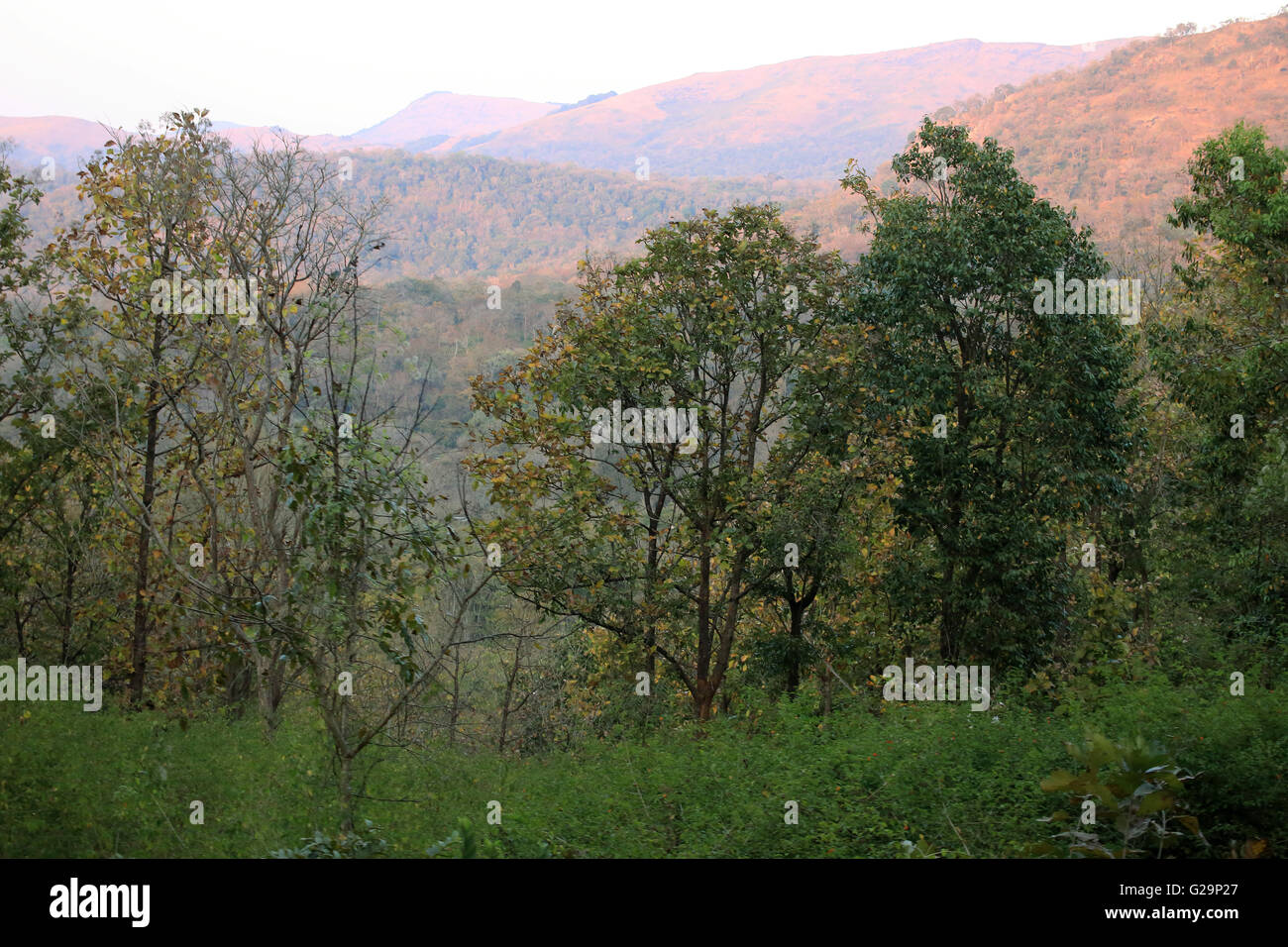 K Gudi Wildniscamp, B R Hills, Karnataka, Indien Stockfoto