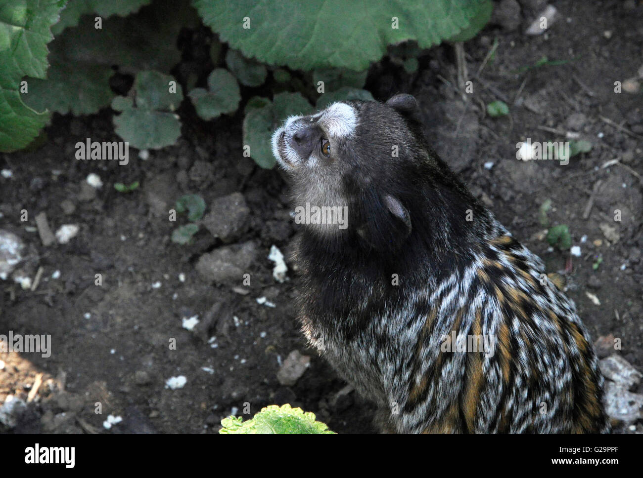 Weiße getuftet eared marmoset Stockfoto