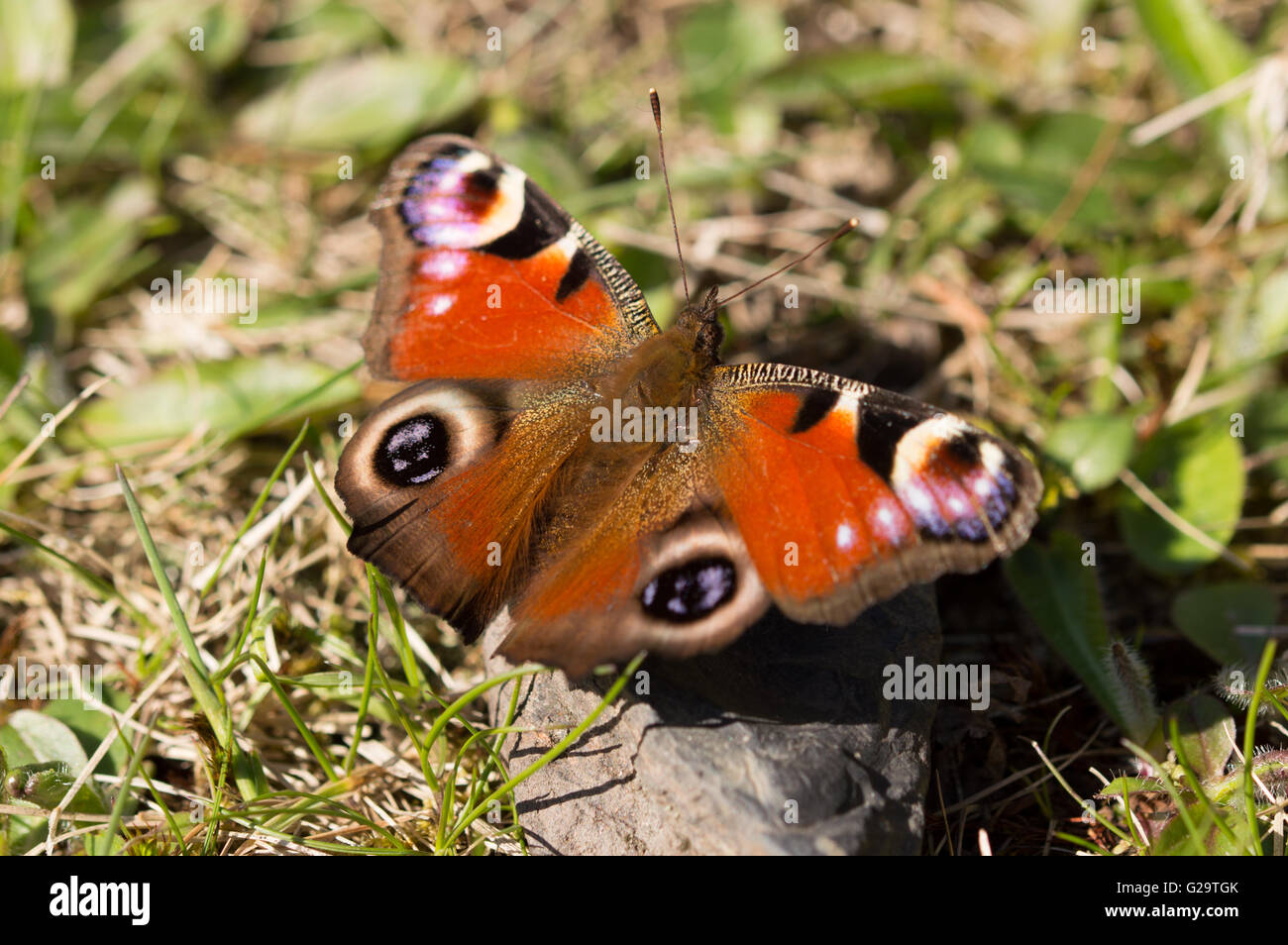 Ein Tagpfauenauge (Aglais Io) mit seiner Flügel öffnen auf einem Stein auf dem Rasen. Stockfoto