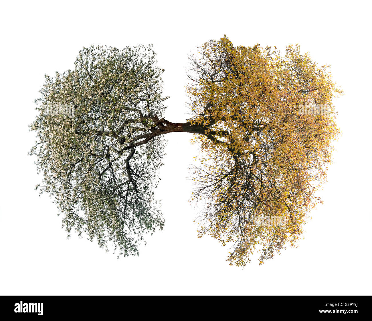 Baum-Lungen isoliert auf weiss Stockfoto