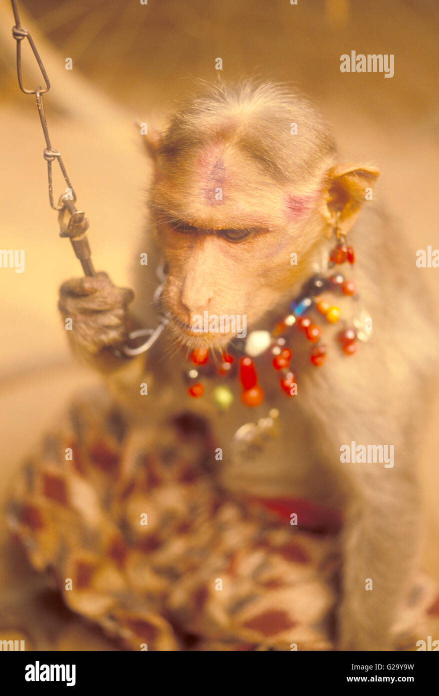 Ein Affen hält ihre Kette in der Stadt Mahabalipuram, Süd-Indien, Tamil Nadu, Indien. Stockfoto