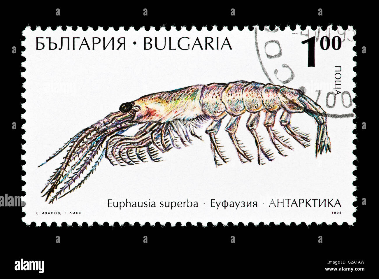 Briefmarke aus Bulgarien, die Darstellung eines antarktischen Krill (Euphausia Superba) Stockfoto