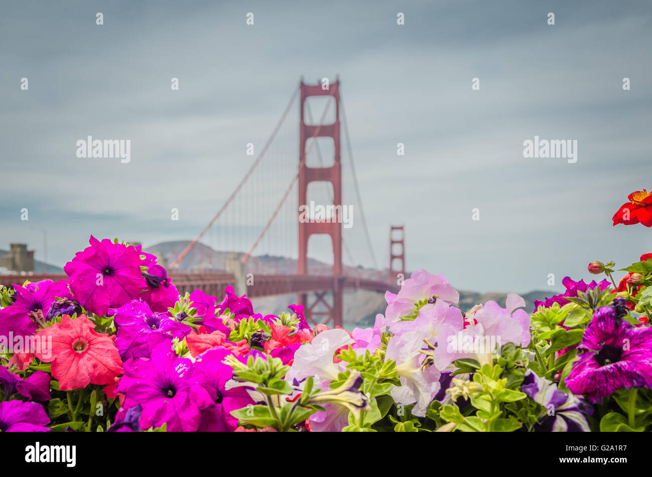 Blumen und Golden Gate Bridge, San Francisco, Kalifornien, USA. Stockfoto