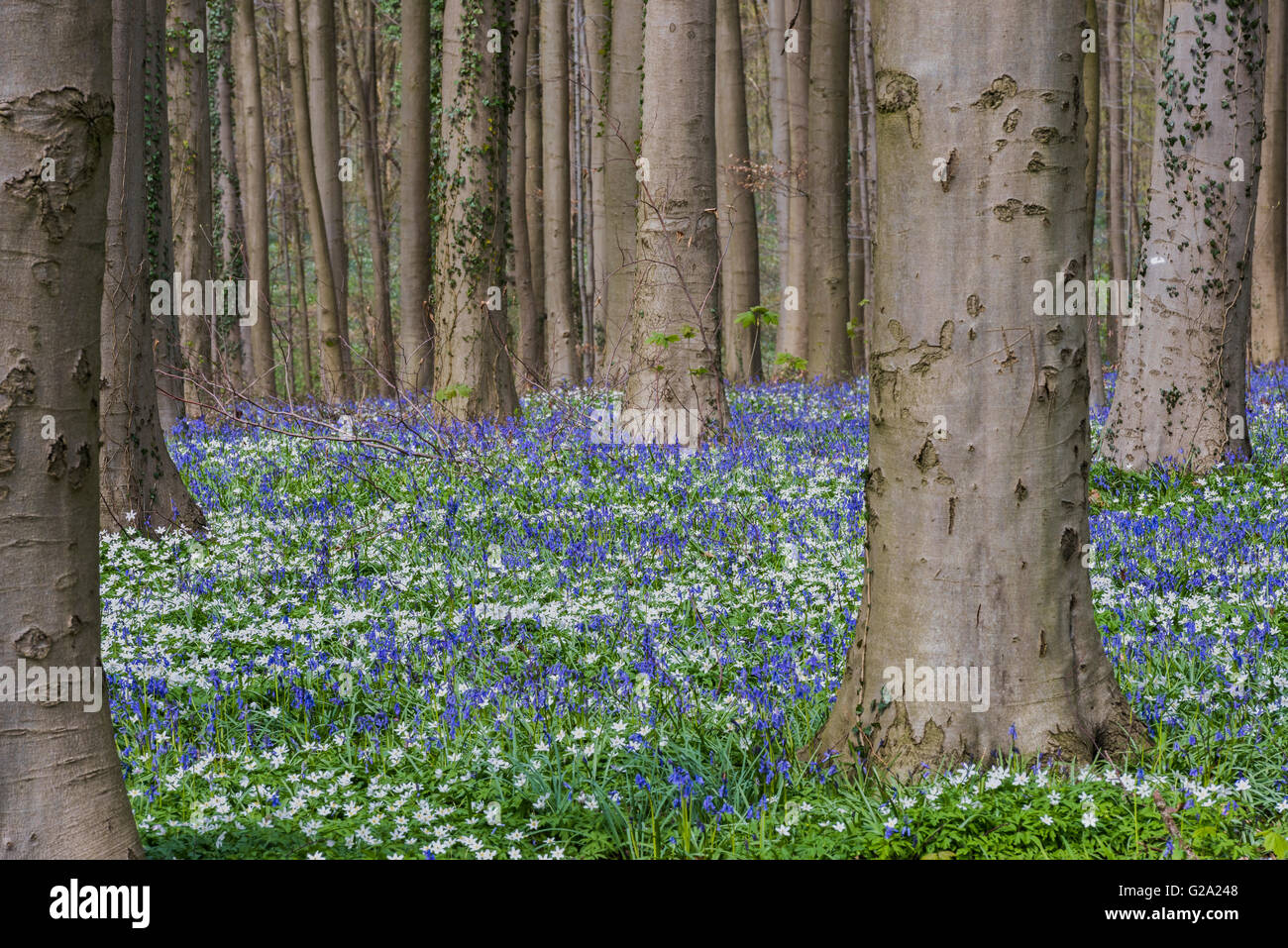 Hallerbos im Frühjahr in Belgien mit Rotbuchen, Buschwindröschen und lila Glockenblumen. Stockfoto