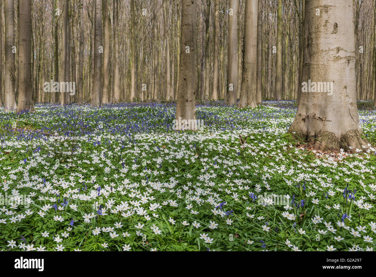 Hallerbos im Frühjahr in Belgien mit Buchenwäldern und lila Glockenblumen. Stockfoto