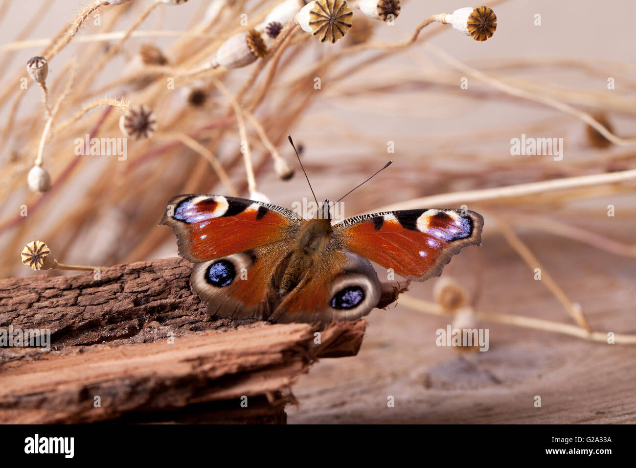 Tagpfauenauge sitzen auf Stück Holz mit getrocknetem Mohn Hülsen Stockfoto