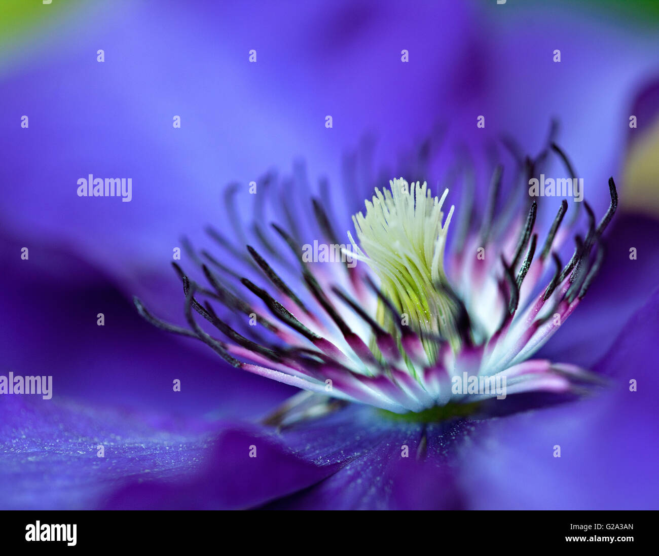 Nahaufnahme der leuchtend blaue Clematis Blume mit flachen DOF Stockfoto