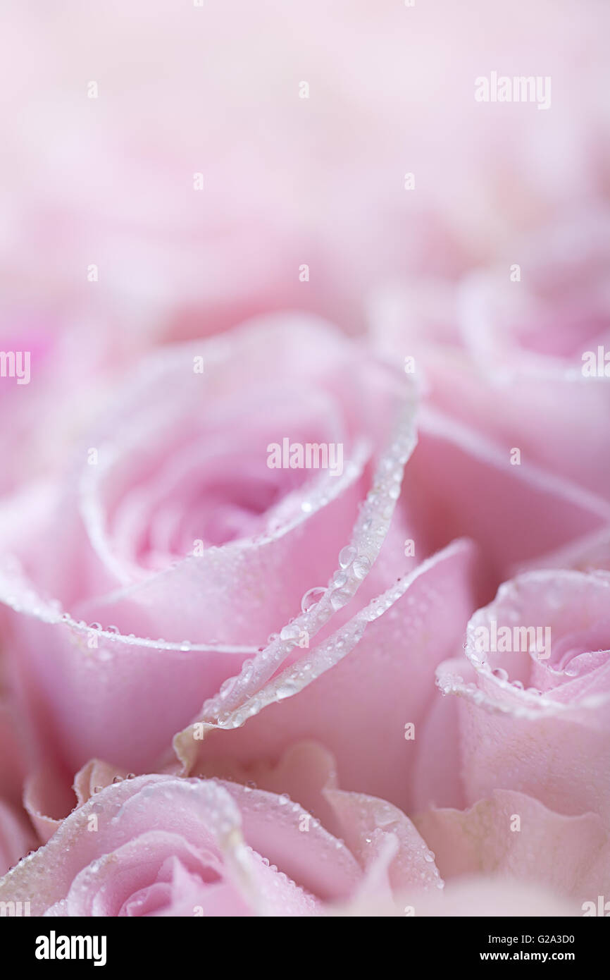 Nahaufnahme von Pastell gefärbt rosa Rosen mit Tautropfen Stockfoto