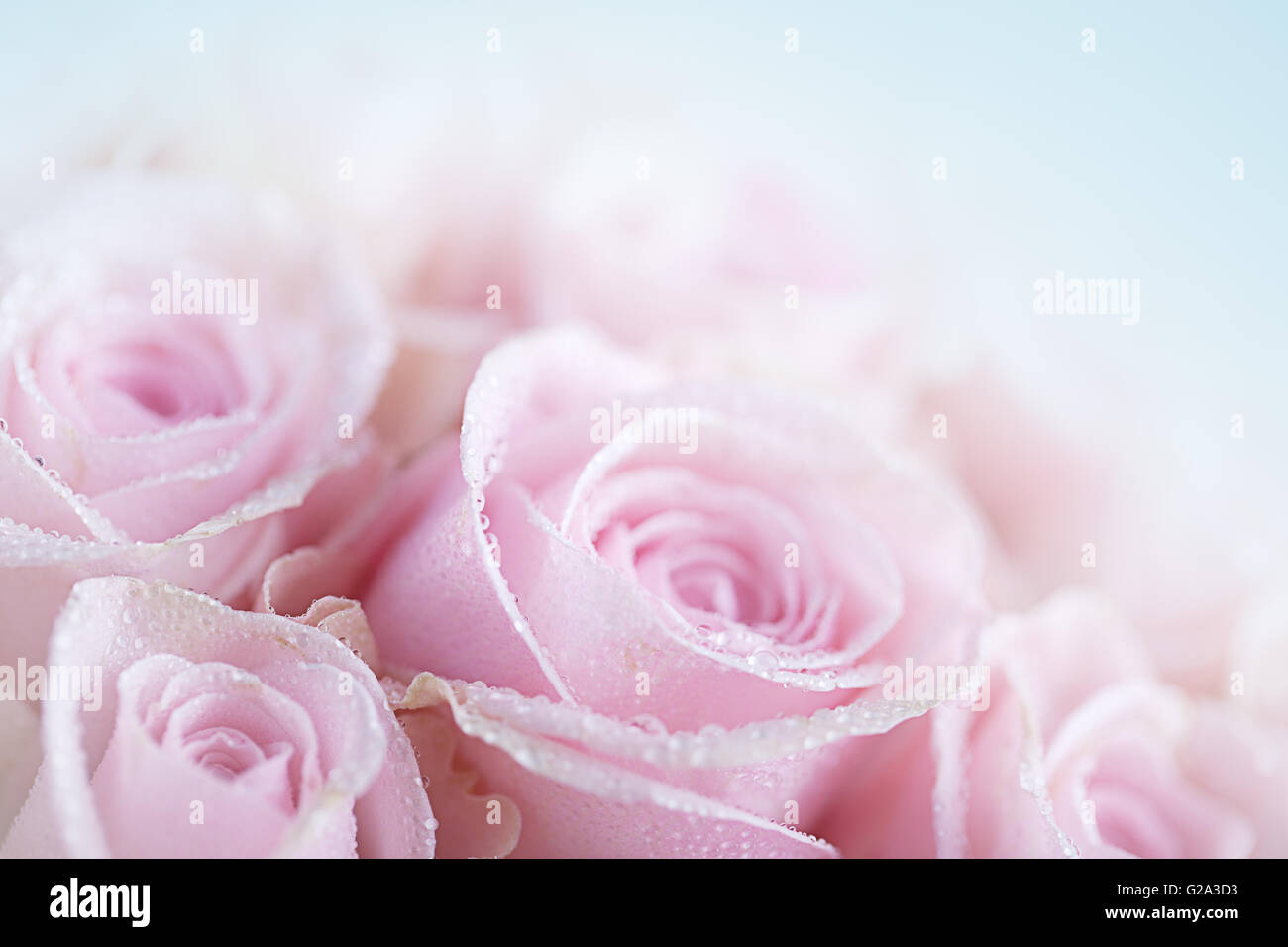 Nahaufnahme von Pastell gefärbt rosa Rosen mit Tautropfen Stockfoto