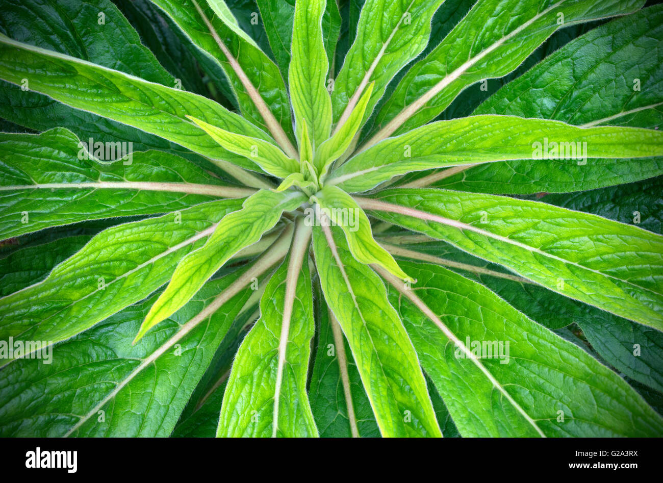 Echium Pininana Stockfoto