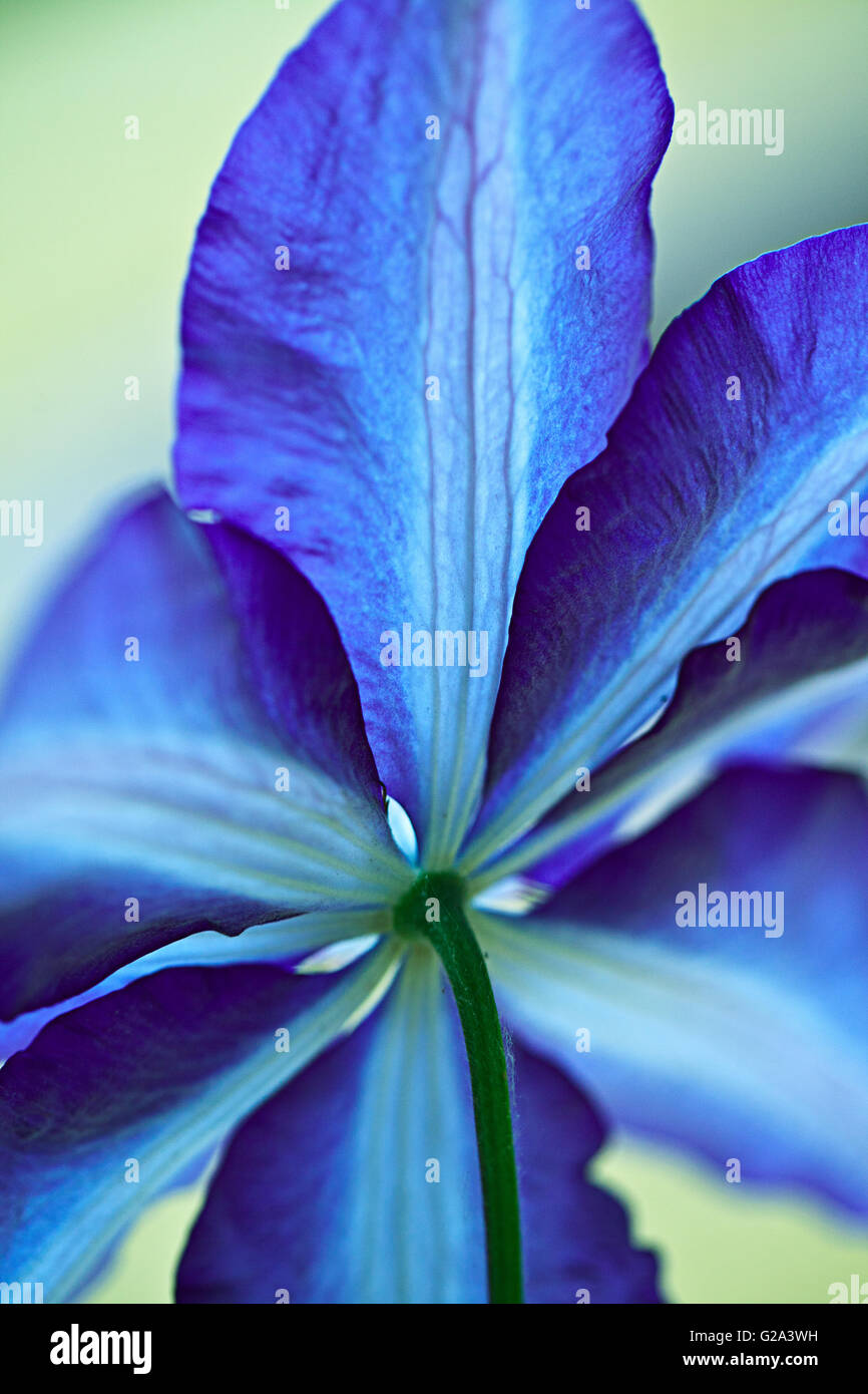 Nahaufnahme der leuchtend blaue Clematis Blume mit flachen DOF Stockfoto