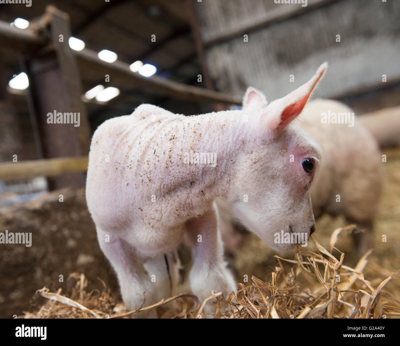 Nahaufnahme von einem neugeborenen Lamm in einer Scheune auf einem Bauernhof in Derbyshire, England UK Stockfoto