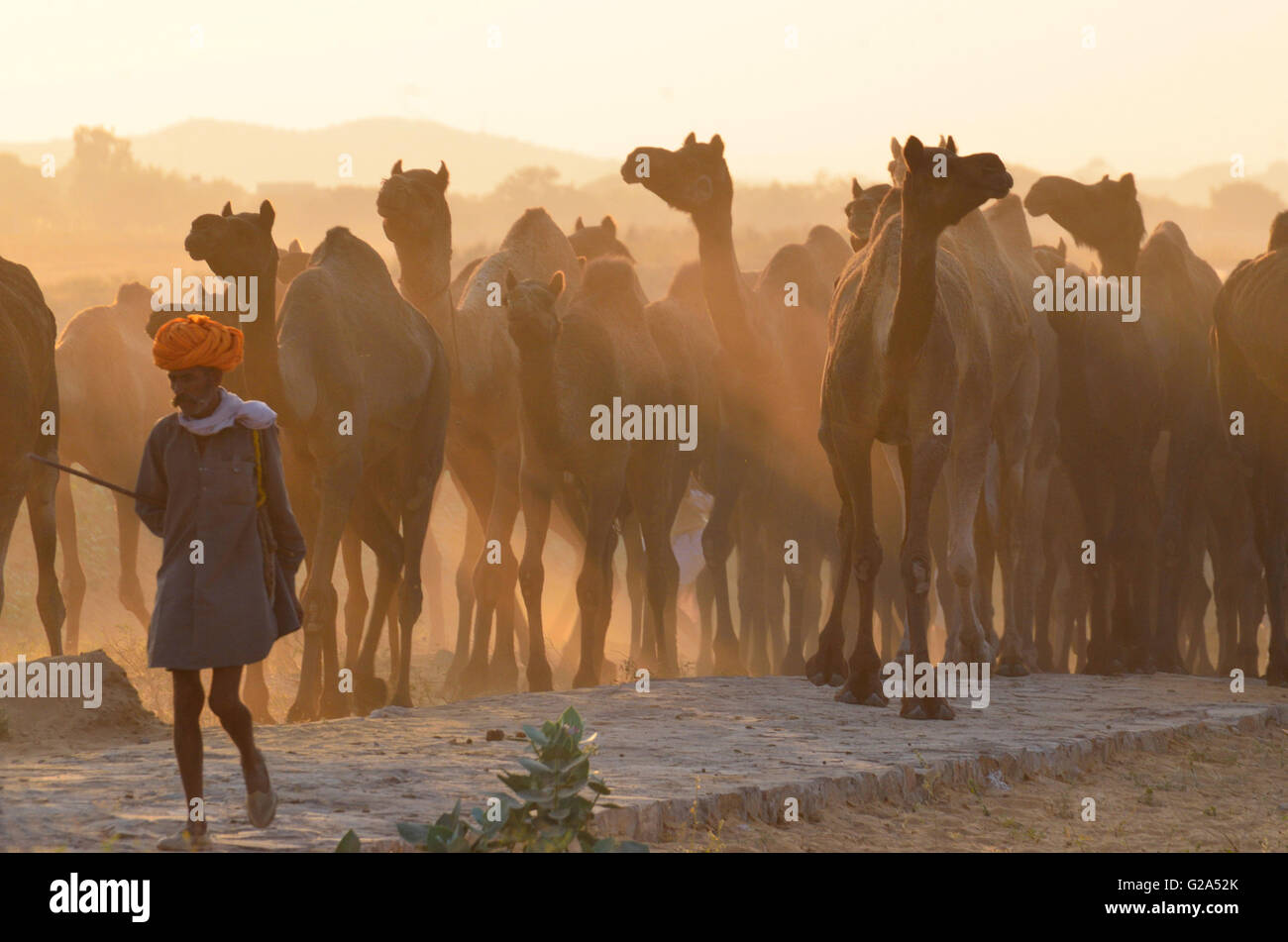 Ein Dorfbewohner Hüten seine Kamele zu Hause, Pushkar Camel Fair, Rajasthan, Indien Stockfoto