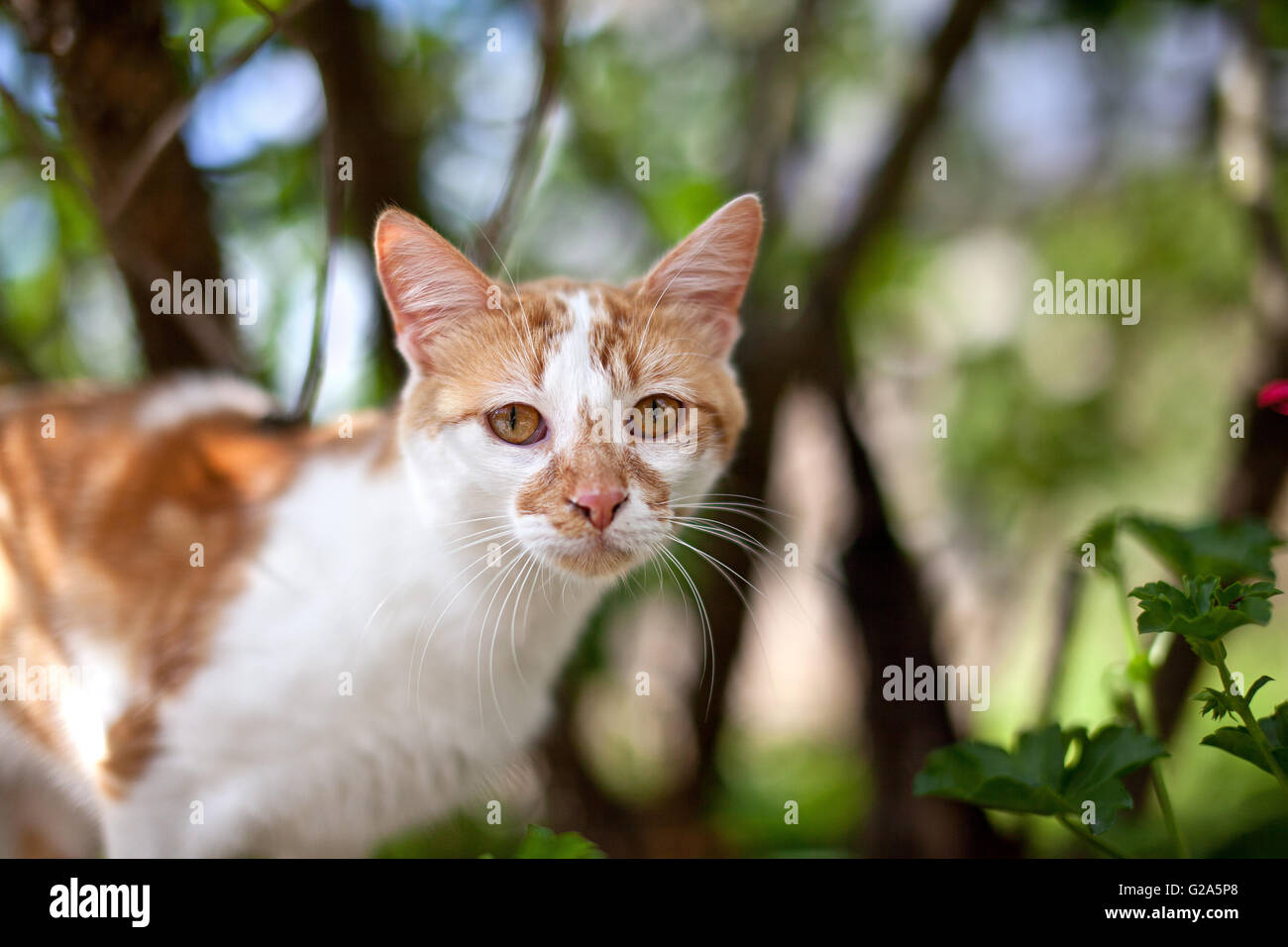 Rote und weiße Katze stehend auf Gartenmauer im Sommer Stockfoto