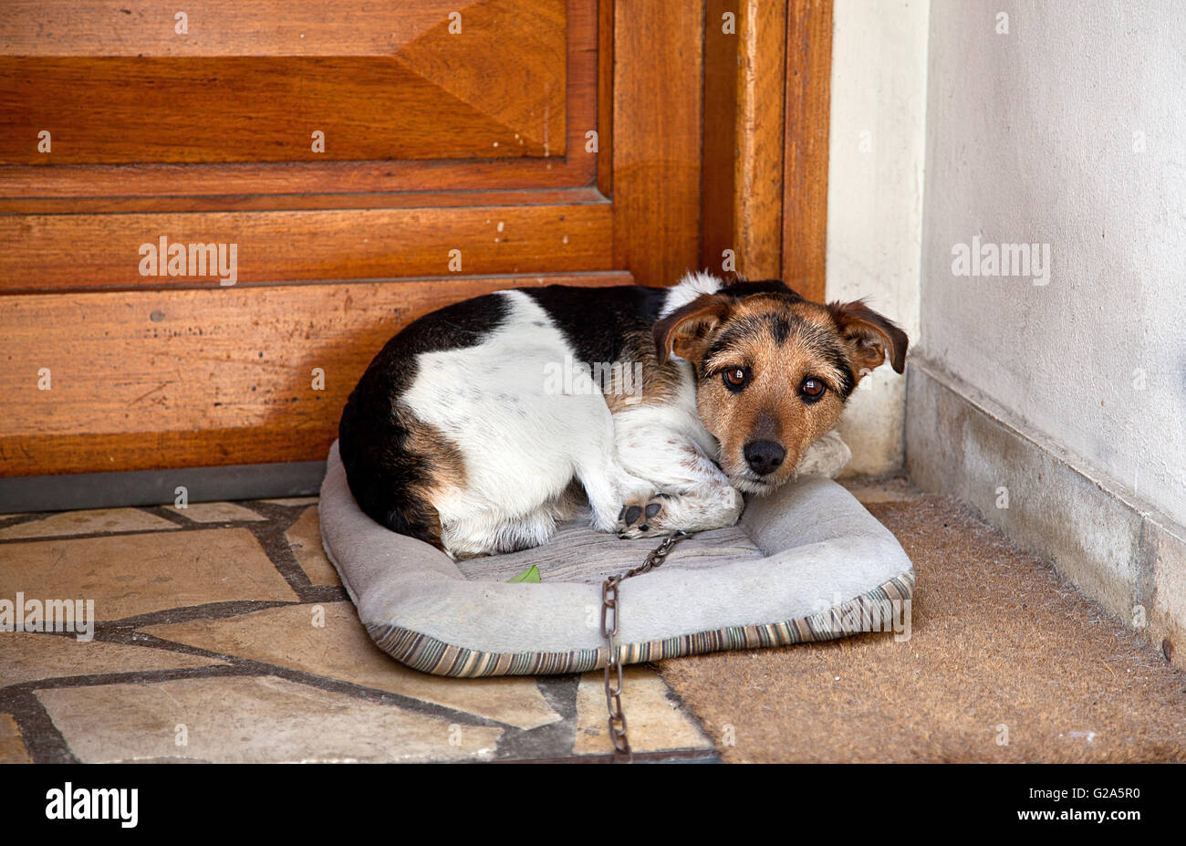 Trauriger Hund mit Eisenkette sitzt auf seinem Kissen vor der Tür Stockfoto