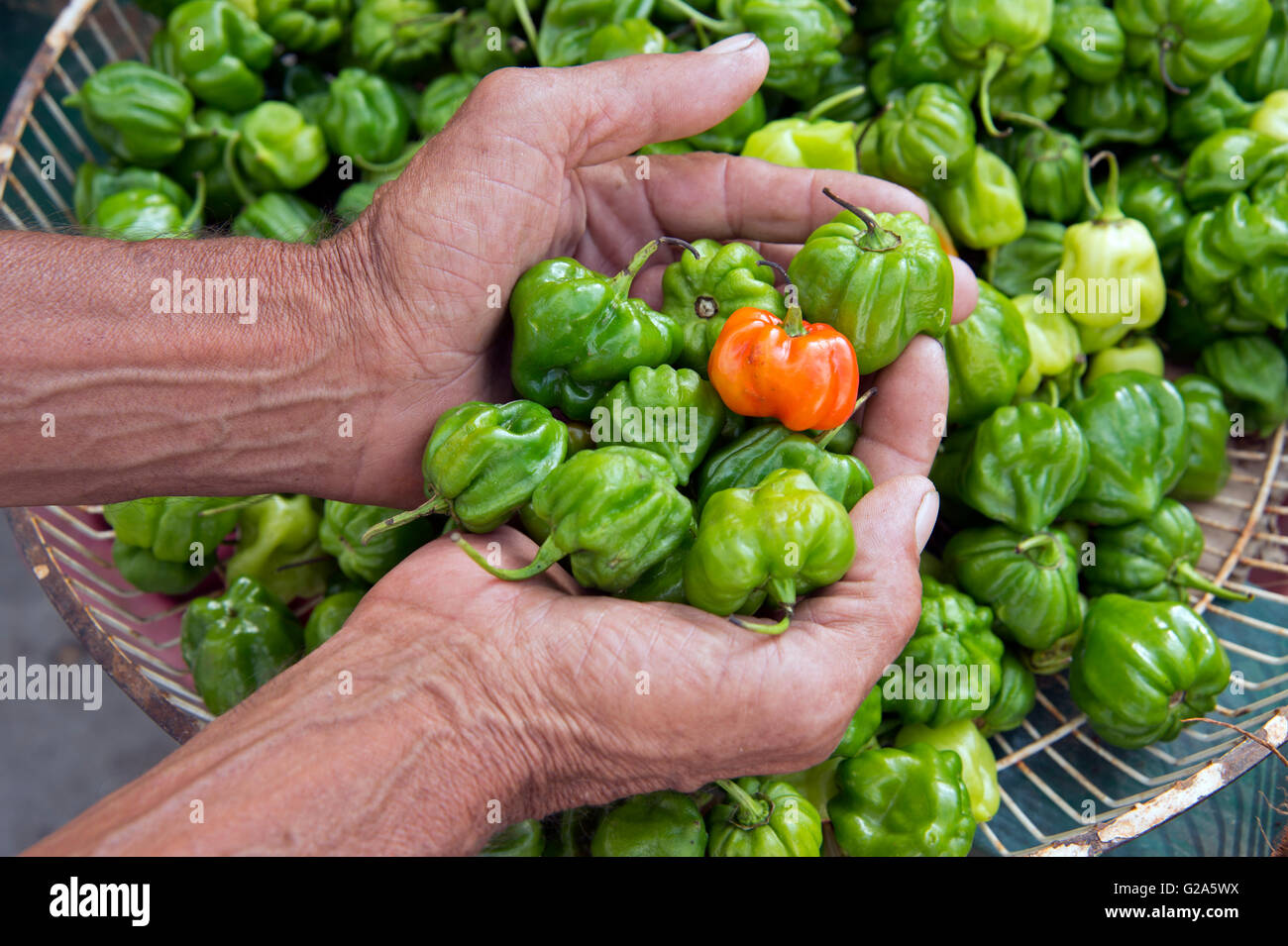 Zwei Hände, die eine rote Chili auf einem Bett von grüne Chilis über einen Korb auf grüne Chilis in Cienfuegos Kuba Stockfoto