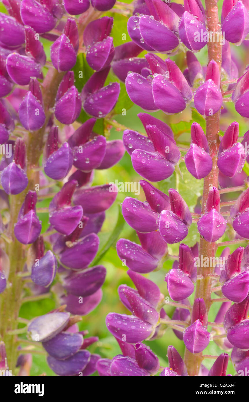 Closeup, violetten Lupinen Blumen Stockfoto