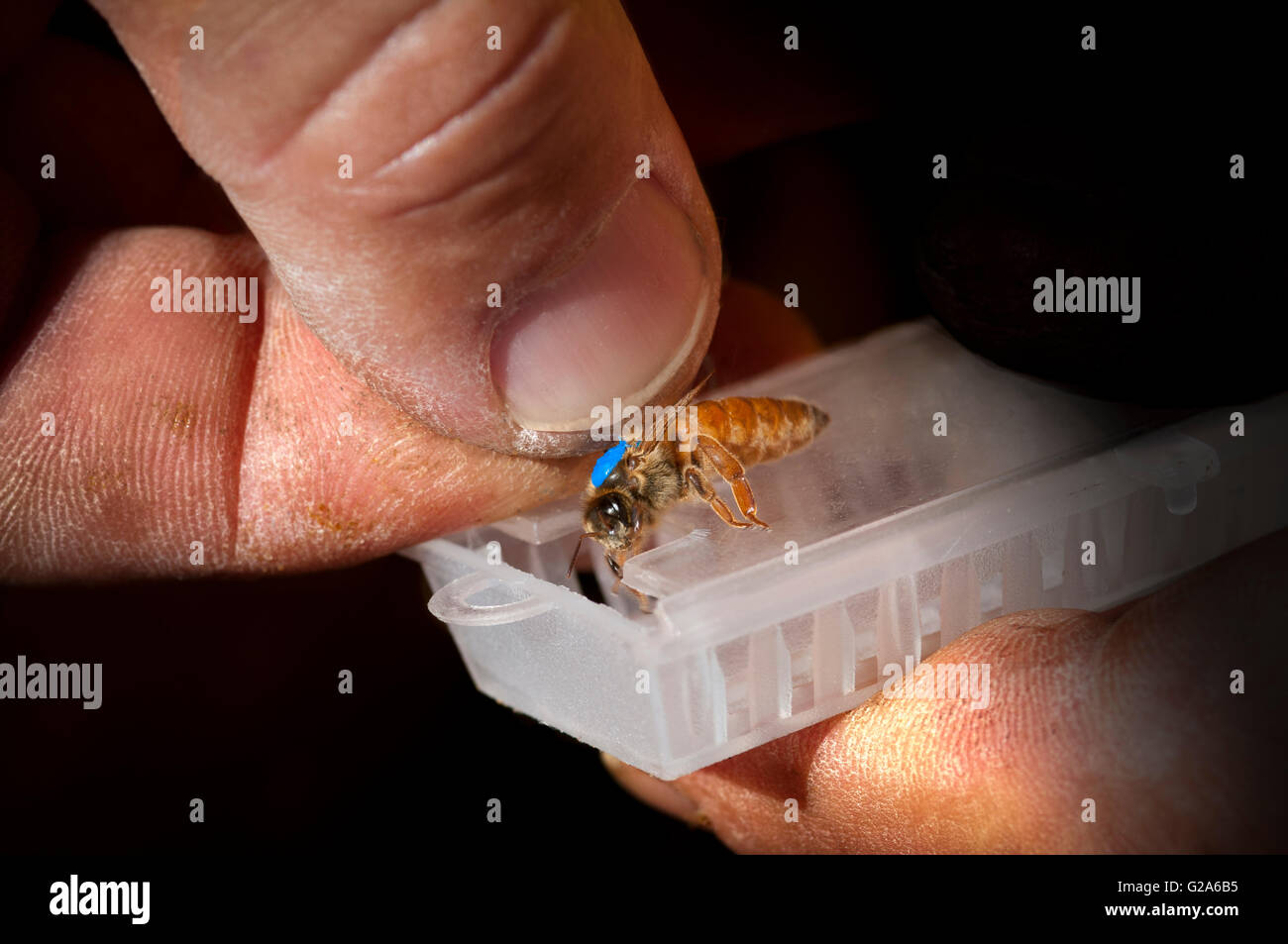 Königin in Vorbereitung für den Versand, Bienenzucht Stockfoto