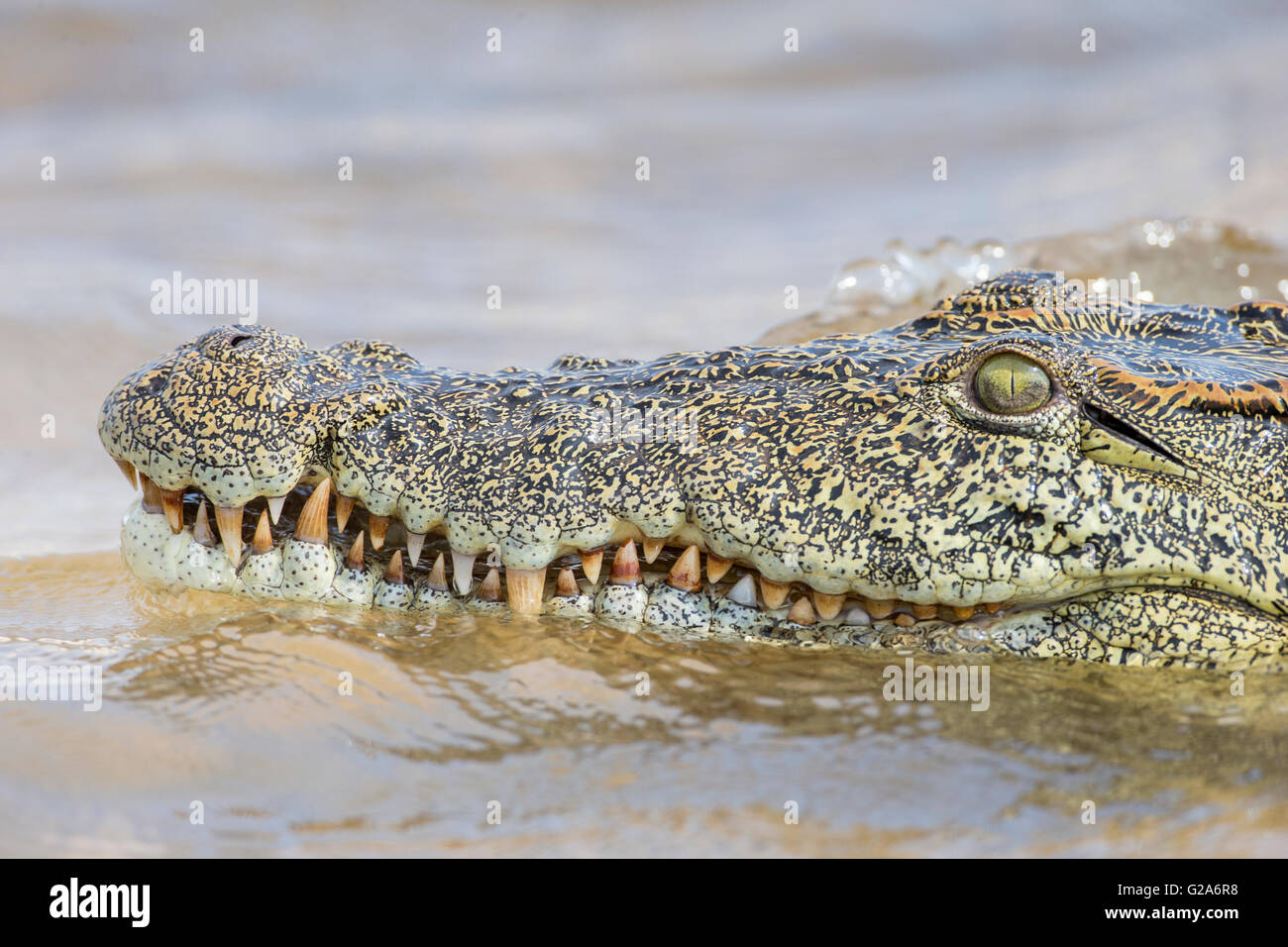 Nil-Krokodil (Crocodylus Niloticus), Sambesi, südlichen Sambia Stockfoto