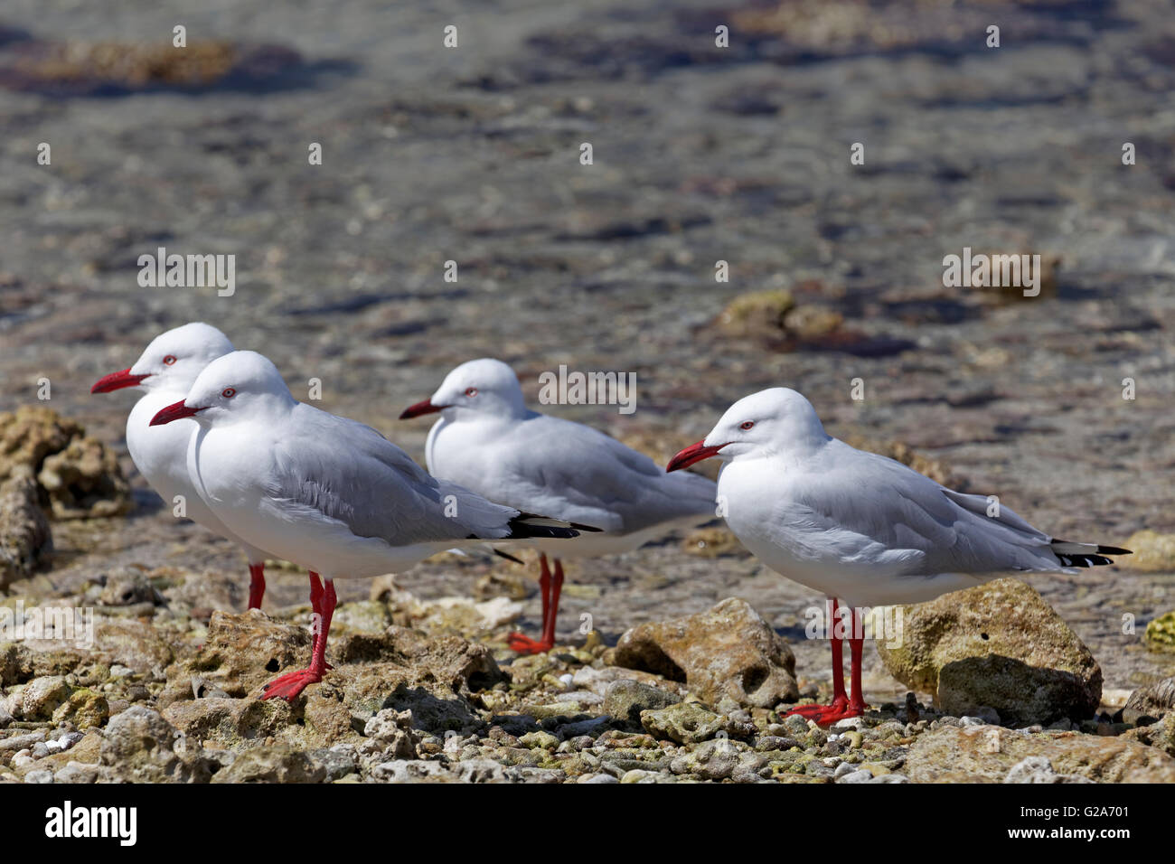 Silberne Möwen (Larus Novaehollandiae) am Wasser, Lady Elliot Island, Queensland, Australien Stockfoto