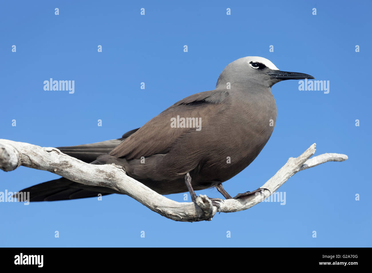 Braun Noddy (Anous Stolidus) sitzt auf einem dürren Ast, Lady Elliot Island, Queensland, Australien Stockfoto