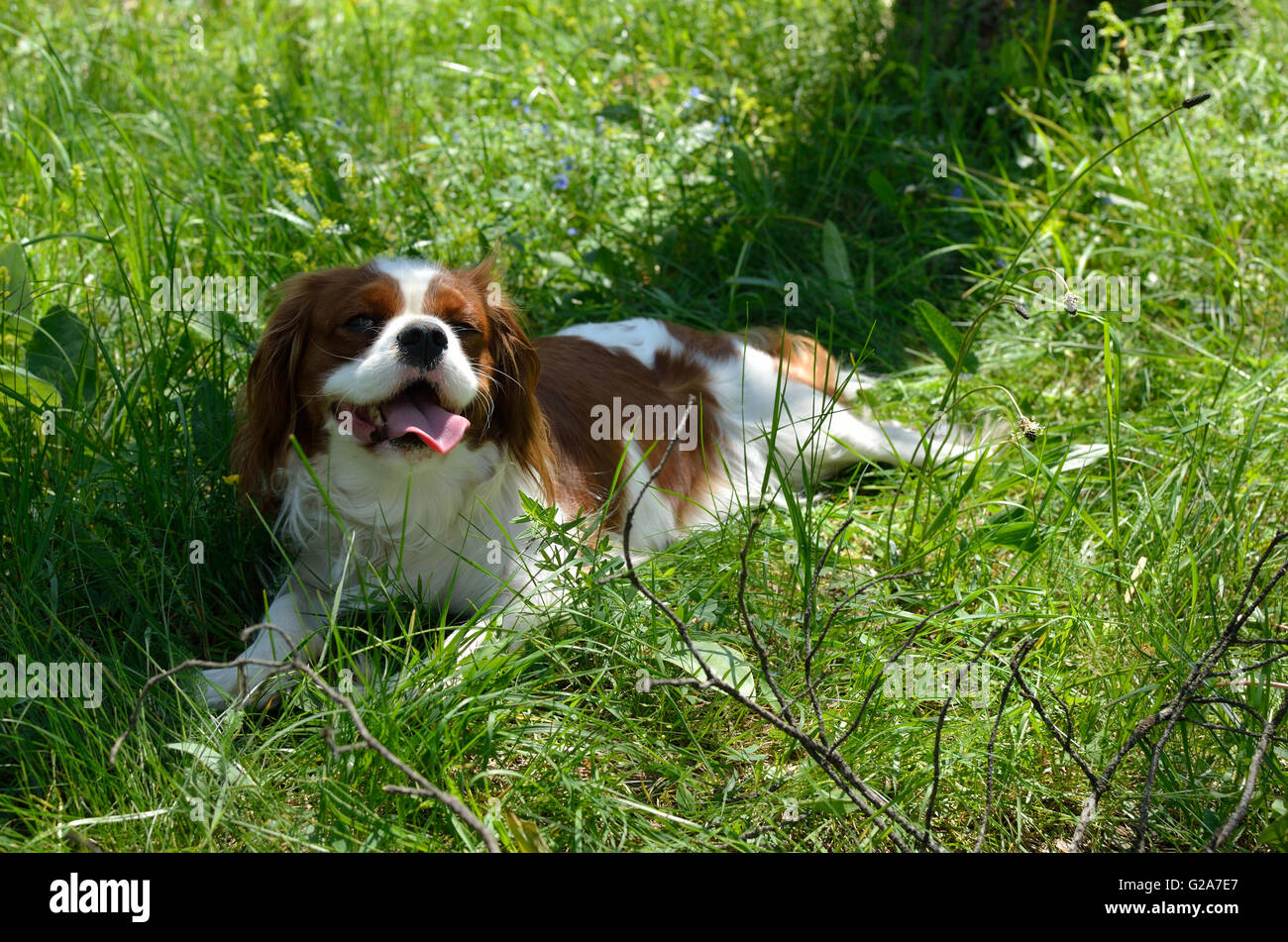 Charmante Hund, Cavalier King Charles Spaniel (Blenheim), auf der grünen Wiese Stockfoto