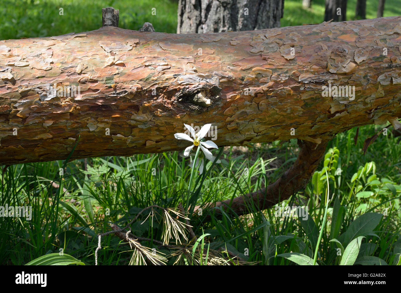 Wildnarzissen Blume und einen Baumstamm Stockfoto
