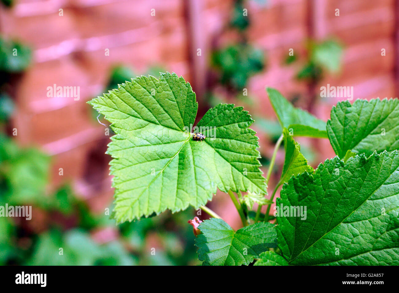 MARIENKÄFER GELB / SCHWARZE FLECKEN AUF SCHWARZEN JOHANNISBEERSTRAUCH Stockfoto