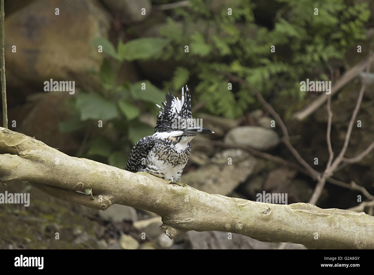 Crested Eisvogel, ceryle lugubris. Corbett Tiger Reserve, Uttara Hand, Indien Stockfoto