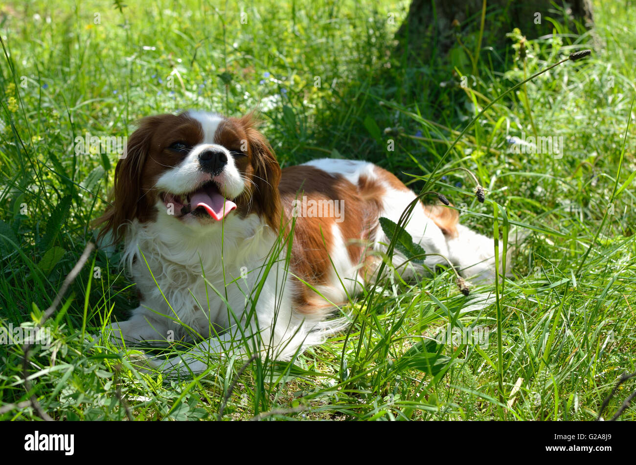 Charmante Hund, Cavalier King Charles Spaniel (Blenheim), auf der grünen Wiese Stockfoto