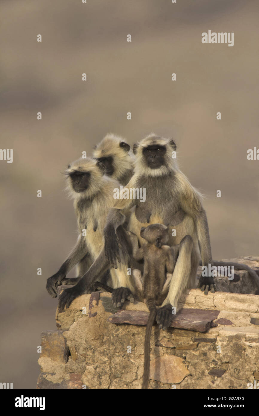 Hanuman langur (simia Entellus), ranthambore Tiger Reserve, Rajasthan, Indien Stockfoto