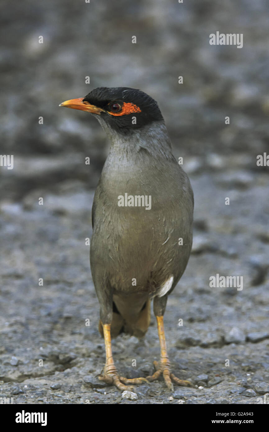 Dschungel myna, acridotheres fuscus. velavadar Nationalpark, Gujarat, Indien. Stockfoto