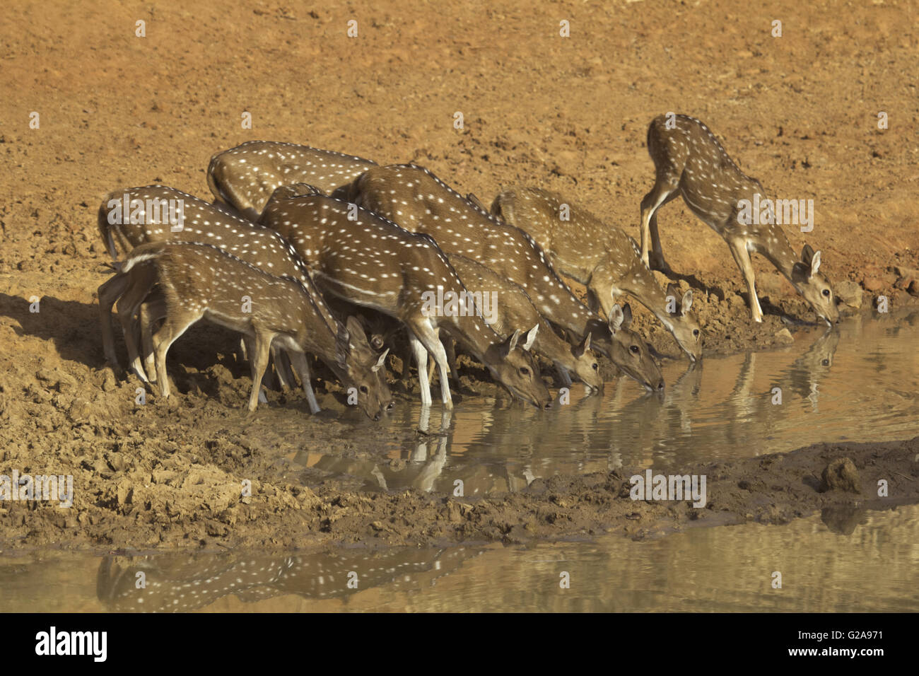 Spotted Deer oder Chital, Achse, Bandhavgarh Tiger Reserve, Madhya Pradesh, Indien Stockfoto