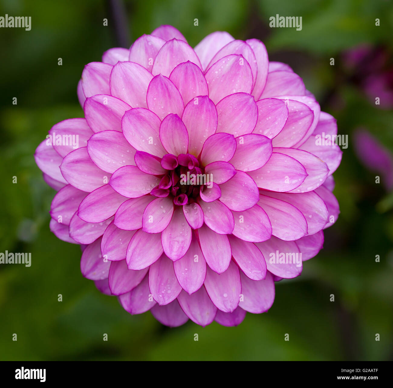 Rosa Dahlie Blume in voller Blüte Nahaufnahme Stockfoto